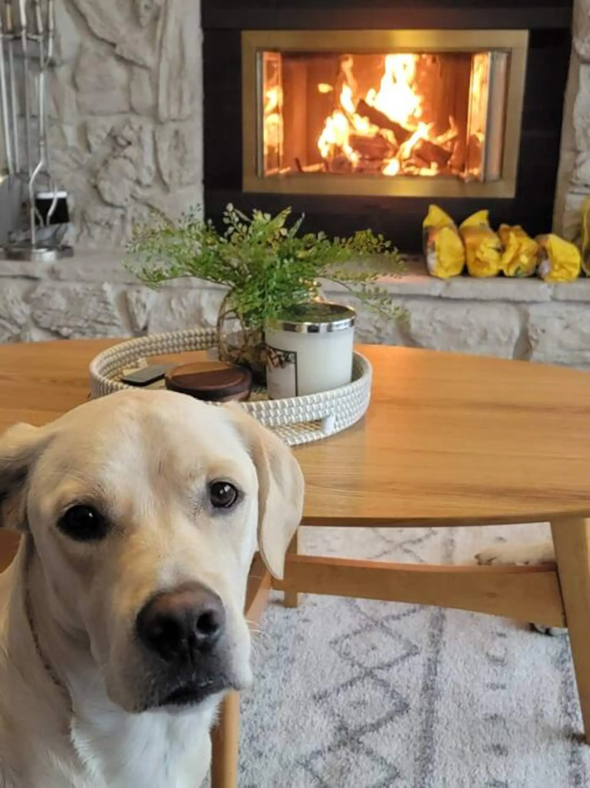 A yellow lab sits in front of a fireplace with a coffee table in front of it.