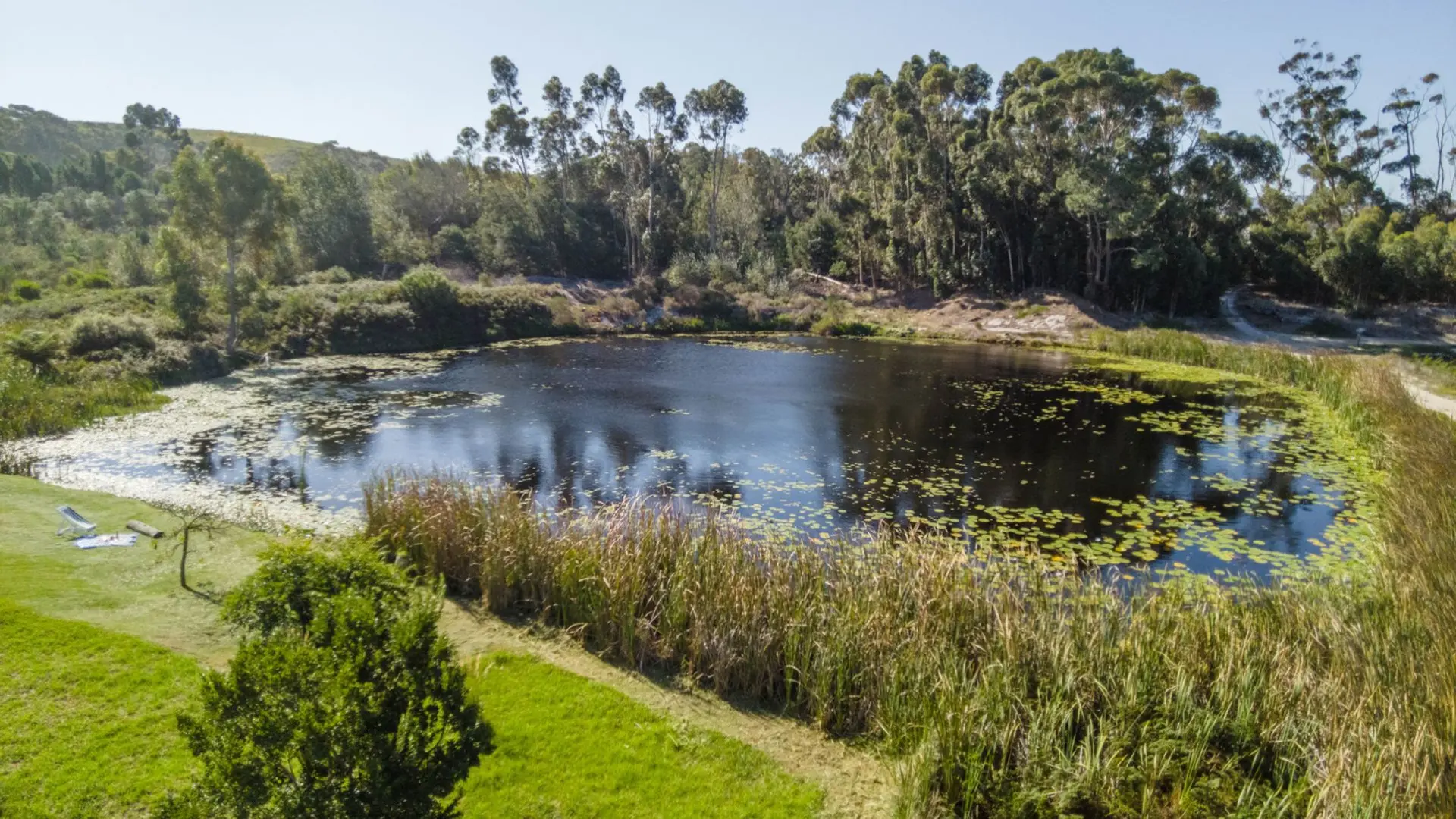A pond with lily pads, surrounded by trees and grass.