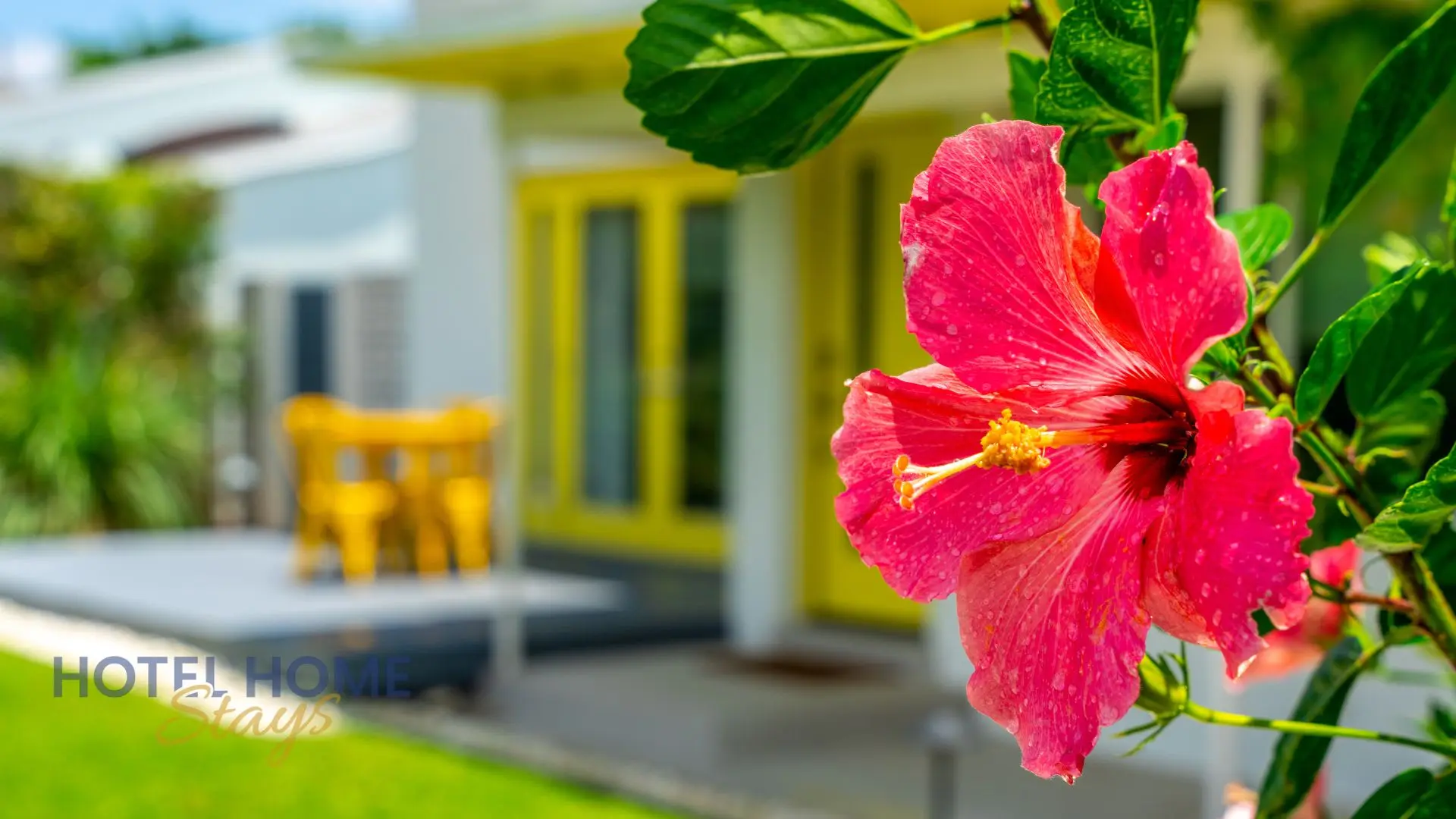 A bright pink hibiscus flower blooms in front of a blurry yellow building.