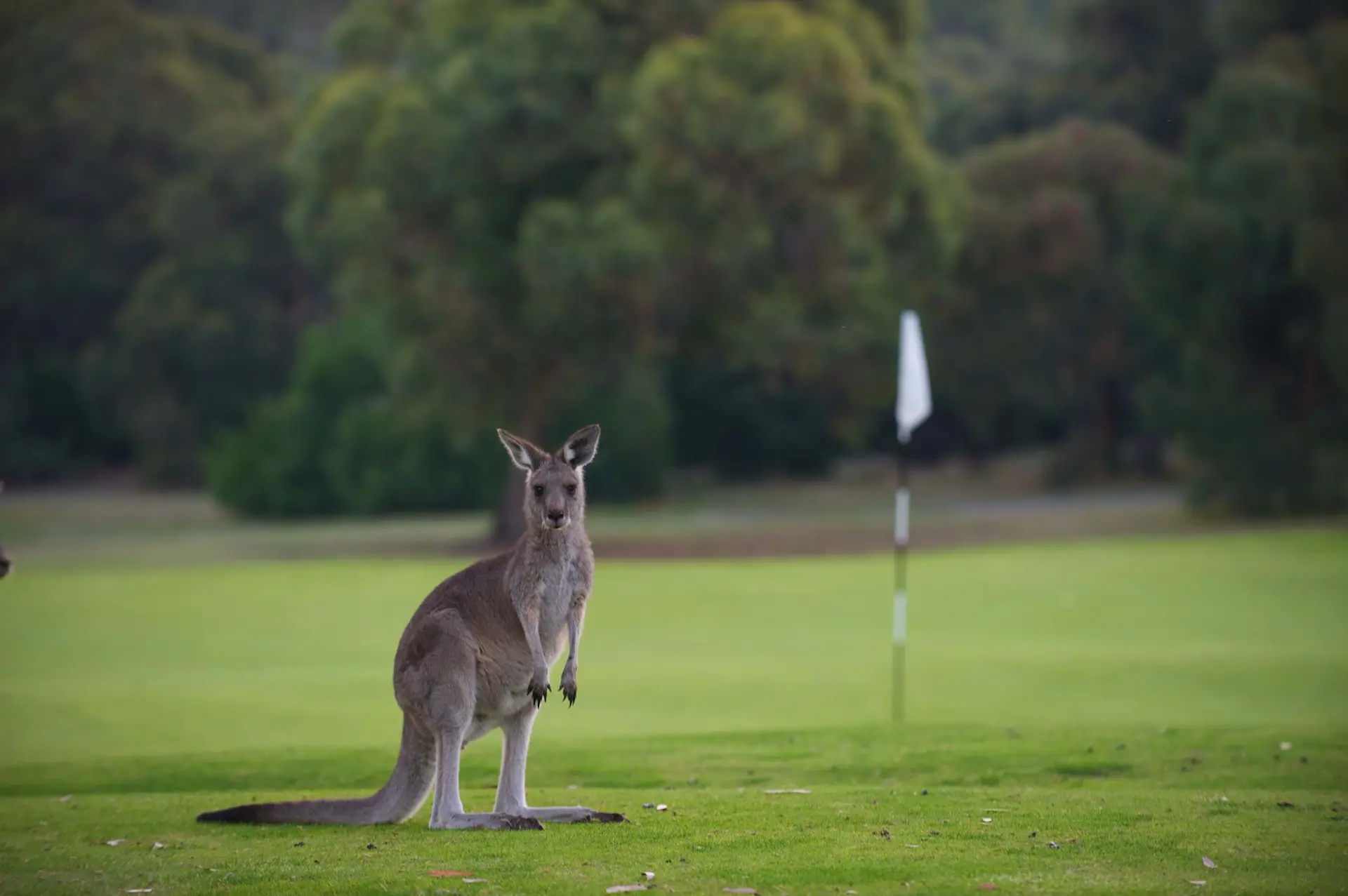 Anglesea Golf Club | Stay & Play! 18 Holes + Cart