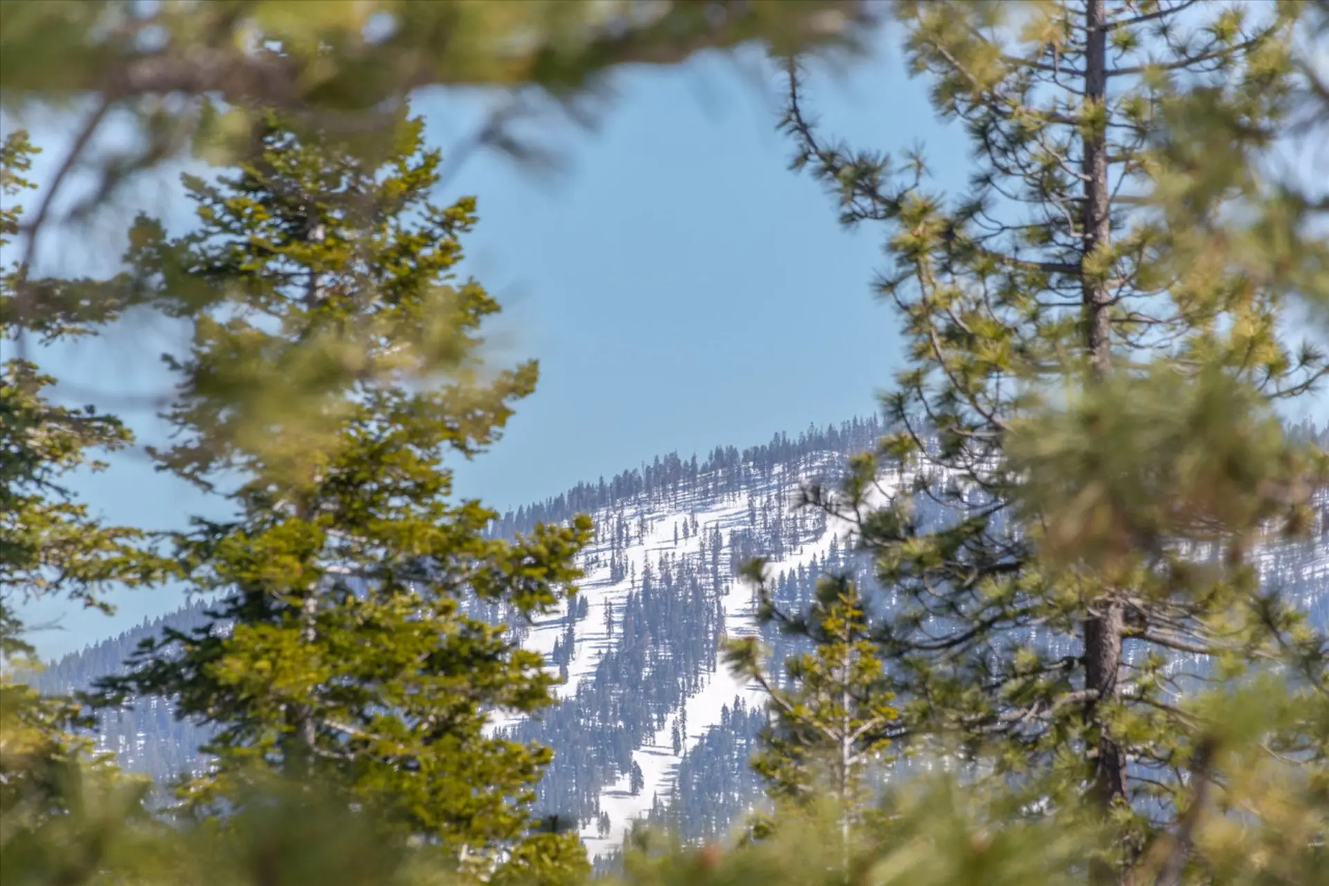 Framed by pine trees, a snow-covered mountain slope is visible with scattered trees and ski runs.