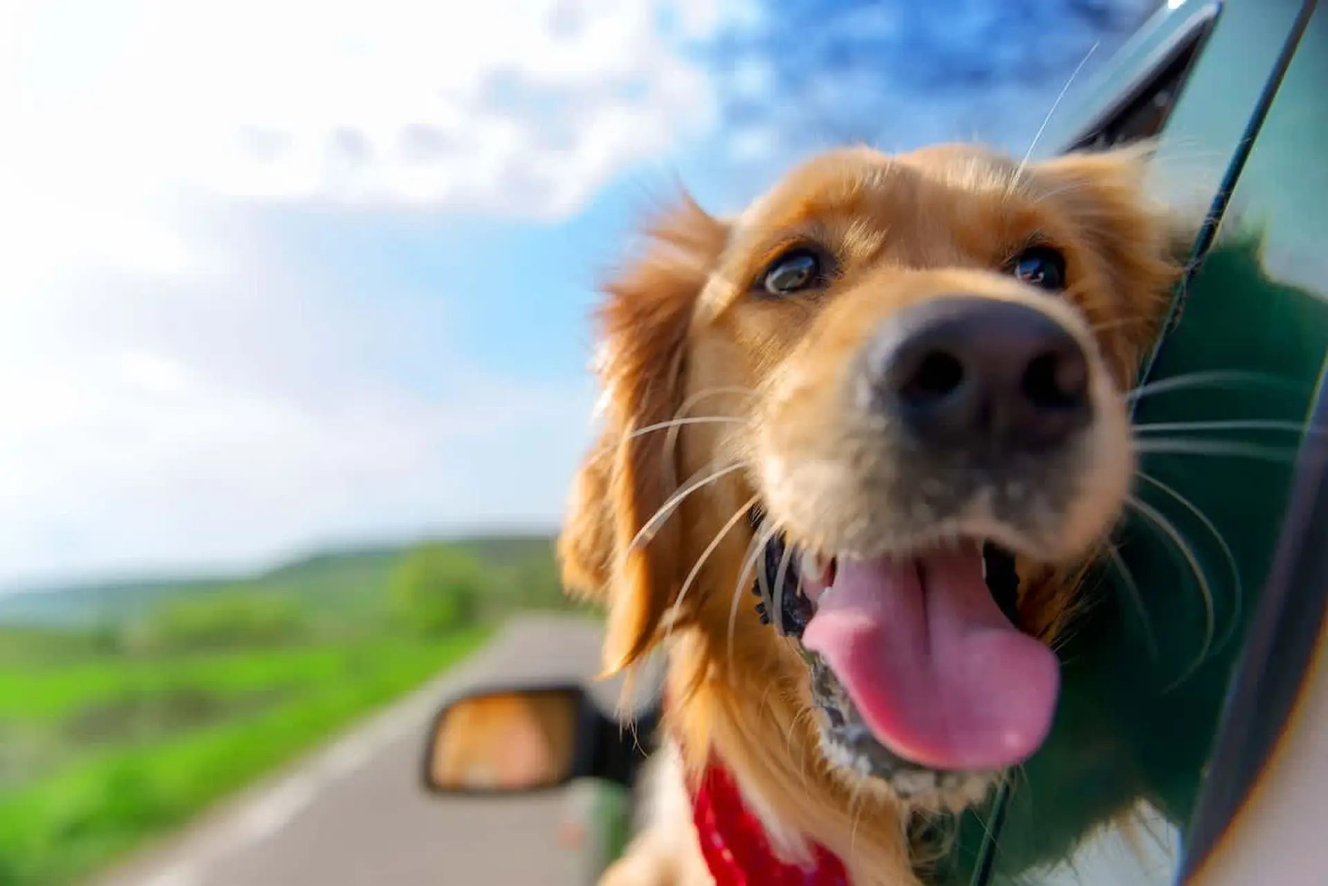 A golden retriever with its tongue out rides with its head out of a car window.